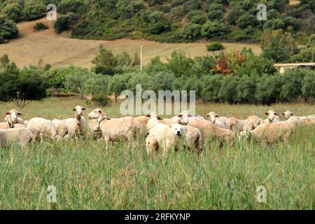 Chien berger qui garde et dirige un troupeau de moutons Banque D'Images