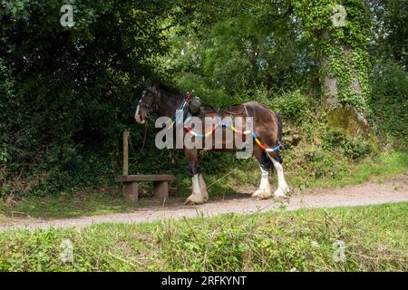 Grand Western Horseboat Company, Grand Western Canal, Tiverton Banque D'Images