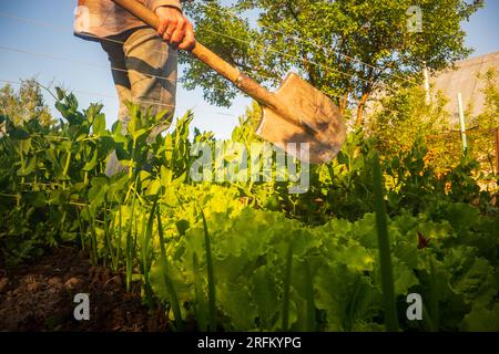 Le fermier se tient avec une pelle dans le jardin de la ferme. Concept de jardinage. Travaux agricoles sur la plantation Banque D'Images