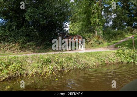 Grand Western Horseboat Company, Grand Western Canal, Tiverton Banque D'Images