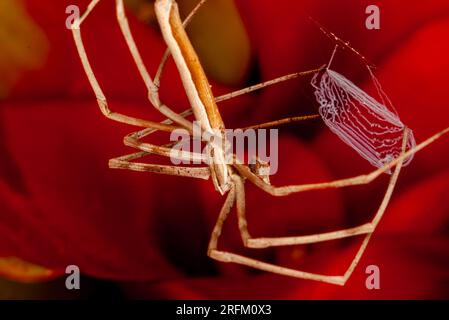 Rufous net-casting Spider, Deinopsis surufa, avec Net, Malanda, Australie. Banque D'Images