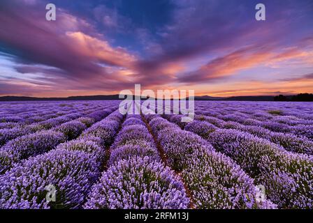 Magnifique paysage avec champ de lavande et ciel coloré au coucher du soleil Banque D'Images