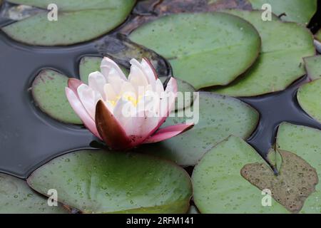 Fleur de nénuphar blanc, espèce Nymphaea, avec des pétales extérieurs roses, et un fond flou de feuilles flottant sur l'eau. Banque D'Images