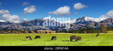 Paysage pastoral avec vaches de pâturage et montagnes enneigées en Nouvelle-Zélande Banque D'Images