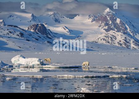 Mère ours polaire avec ourson marchant à travers la nature sauvage de l'arctique Banque D'Images