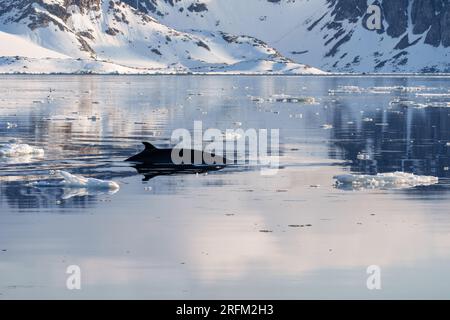 Minke baleine surfacingdans une baie du Svalbard Banque D'Images