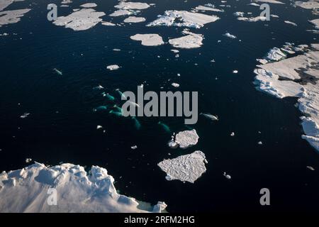 Prise de vue par drone de bélugas plongeant entre les glaces Banque D'Images