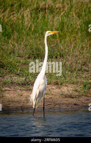 Grande aigrette se tient dans les bas-fonds étirant le cou Banque D'Images