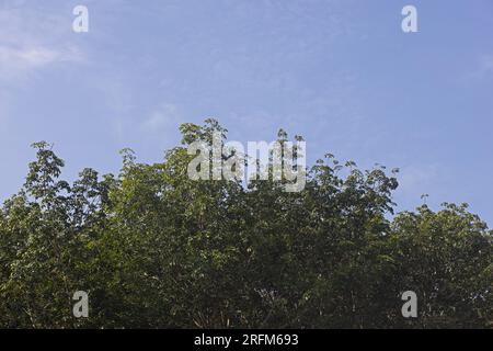 Le sommet des branches vertes contraste avec le ciel lumineux. Banque D'Images