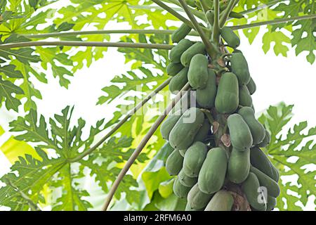 photo d'un arbre de papaye qui porte des fruits et est prêt pour la récolte Banque D'Images