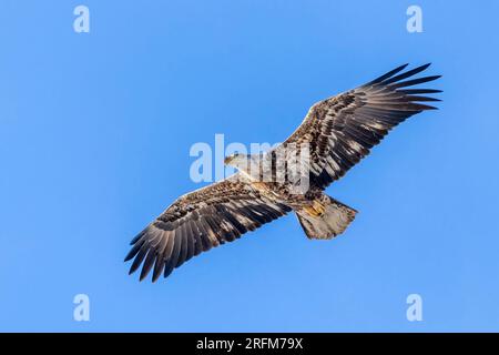 Aigle à tête blanche (Haliaeetus leucocephalus), immature, en vol, Amérique du Nord, par Dominique Braud/Dembinsky photo Assoc Banque D'Images