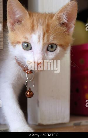 Petite chatte. Il a un collier avec une cloche dessus. La couleur du chaton est rouge avec du blanc. Banque D'Images