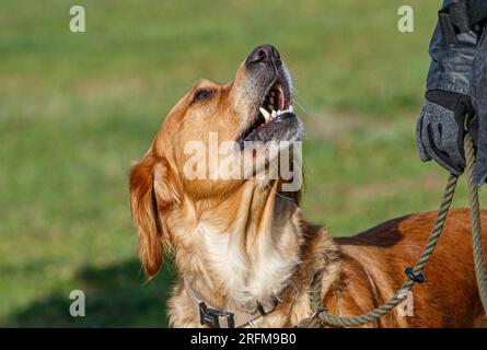 Séance de dressage de chien Labrador Retriever avec Volucris Gundog Training. Pratiquer les récupérations vues et aveugles avec leurs gestionnaires Banque D'Images