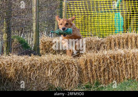 Séance de dressage de chien Labrador Retriever avec Volucris Gundog Training. Pratiquer les récupérations vues et aveugles avec leurs gestionnaires Banque D'Images