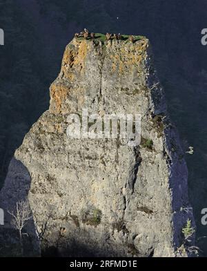 France, département de l'Aveyron, le Rozier, Saint-Pierre-des-Tripiers, les Gorges du Tarn, communauté de vautours sur un éperon rocheux, parc national des Cévennes, parc naturel régional des Grands Causses Banque D'Images