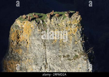 France, département de l'Aveyron, le Rozier, Saint-Pierre-des-Tripiers les gorges du Tarn, communauté de vautours sur un éperon rocheux, parc national des Cévennes, parc naturel régional des Grands Causses Banque D'Images