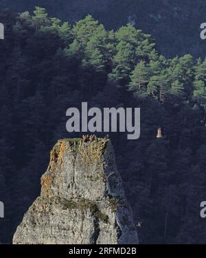 France, département de l'Aveyron, le Rozier, Saint-Pierre-des-Tripiers les gorges du Tarn, communauté de vautours sur un éperon rocheux, parc national des Cévennes, parc naturel régional des Grands Causses Banque D'Images
