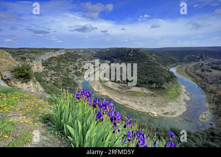 France, département du Gard, Sainte-Anastasie, Russan les gorges du Gardon, le méandre depuis le Castellas. Iris en fleur au premier plan. Banque D'Images