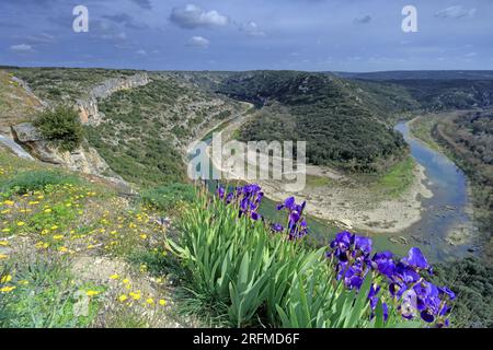 France, département du Gard, Sainte-Anastasie, Russan les gorges du Gardon, le méandre depuis le Castellas, Iris en premier plan fleuri Banque D'Images