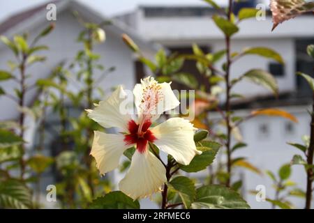 Hibiscus chinois de couleur pêche (Hibiscus rosa-sinensis) en fleurs : (pix Sanjiv Shukla) Banque D'Images