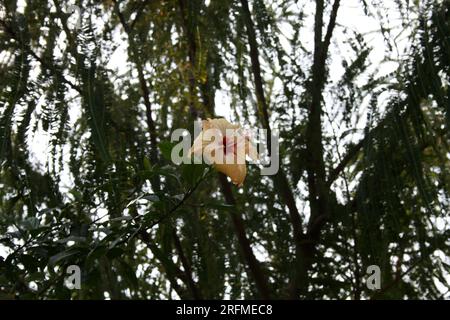 Hibiscus chinois de couleur pêche (Hibiscus rosa-sinensis) en fleurs : (pix Sanjiv Shukla) Banque D'Images
