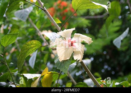 Hibiscus chinois de couleur pêche (Hibiscus rosa-sinensis) en fleurs : (pix Sanjiv Shukla) Banque D'Images