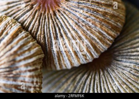 Un cliché macro du champignon Incap à poil doré (Parasola auricoma) montre des côtes profondes et un grand œil central, faisant des dessins de symétrie radiale Banque D'Images