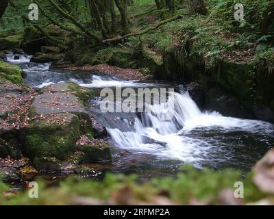 Cascade sur la rivière Fowey en automne aux chutes de Golitha qui traverse les forêts anciennes de chêne sur le bord de Bodmin Moor à Cornwall.UK Banque D'Images