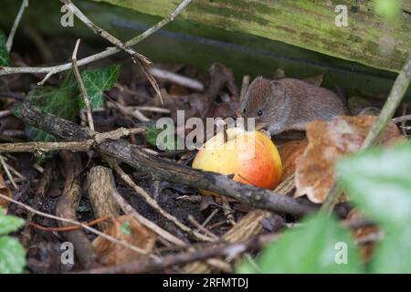 Cambrioleur mangeant une pomme rouge jaune en gros plan Banque D'Images