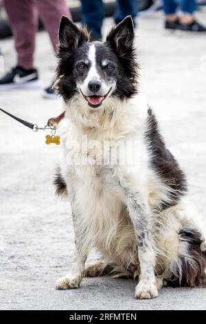 Gros plan portrait de chien de mouton Border Collie assis à l'extérieur Banque D'Images