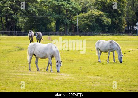 Groupe de chevaux pâturant sur le champ vert jour d'été blanc et gris Banque D'Images