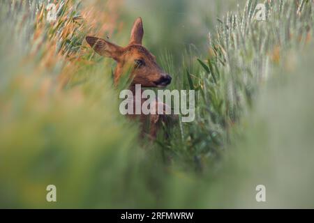 Une biche de chevreuil (Capreolus capreolus) se tient avec un faon dans une piste d'un champ de blé Banque D'Images