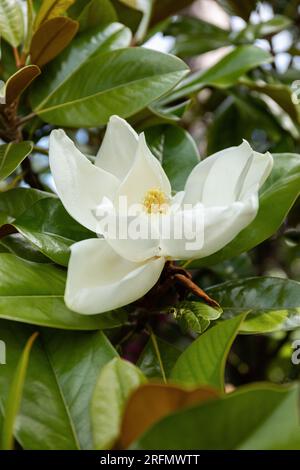 Gros plan d'une belle grande Magnolia Grandiflora blanche fleurissant dans un jardin anglais, Angleterre, Royaume-Uni Banque D'Images
