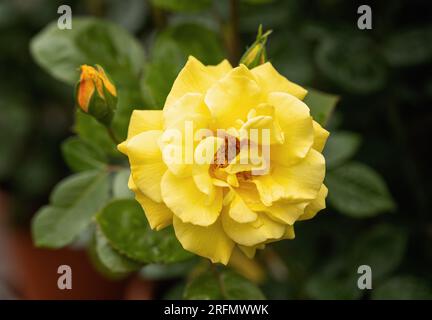 Gros plan d'une belle rose jaune appelée Golden bouquet aka Rosa Arthur Bell floraison dans un jardin britannique, en Angleterre Banque D'Images