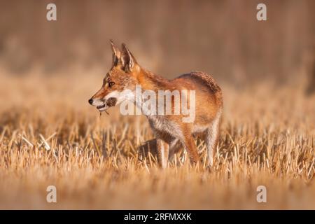 Un renard roux (Vulpes vulpes) se tient sur un champ de chaume récolté avec une souris dans son museau et cherche des proies Banque D'Images