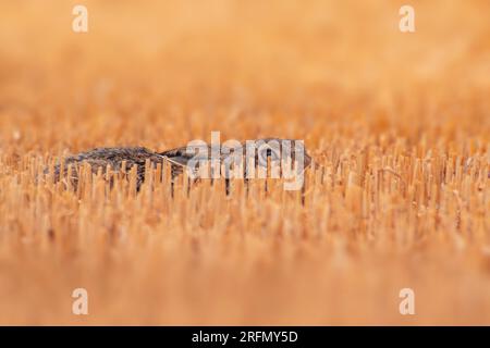 Lièvre européen (Lepus europaeus) caché sur un champ de chaume récolté Banque D'Images