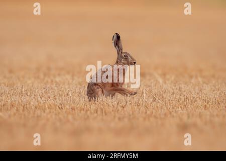 Un lièvre européen (Lepus europaeus) est assis sur un champ de chaume récolté Banque D'Images