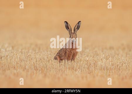 Un lièvre européen (Lepus europaeus) est assis sur un champ de chaume récolté Banque D'Images