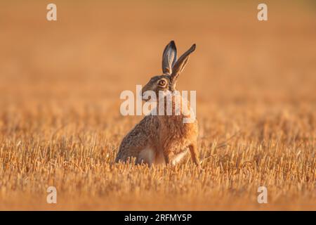 Un lièvre européen (Lepus europaeus) est assis sur un champ de chaume récolté Banque D'Images