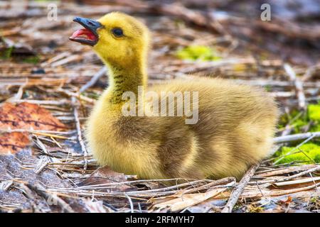 Baby Canada Goose Gosling au parc d'État de presque Isle Banque D'Images