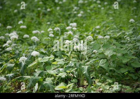 Fleurs blanches de printemps d'ail sauvage, également connu sous le nom de rançons ou Allium ursinum Kiel, Allemagne Mai Banque D'Images