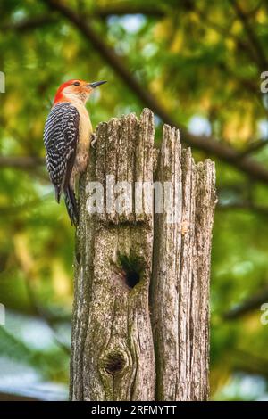 Pic de bois à ventre rouge sur la chasse aux insectes Banque D'Images