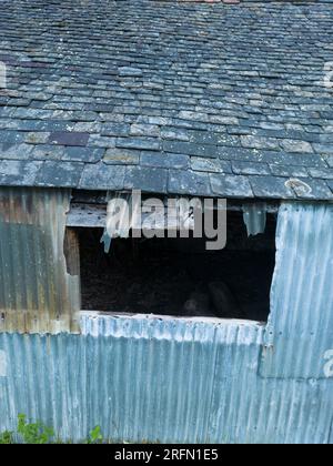 Une vieille grange à Aston on Clun dans le Shropshire avec ce que j'ai pourtant été un toit très intéressant. Banque D'Images