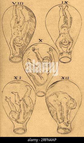 Gravures un fœtus dans l’utérus, d’après une traduction anglaise du manuel de sages-femmes d’Eucharius Rösslin, le Byrth de Mankynde, Otherwyse nommé les Womans Booke (1545). Banque D'Images