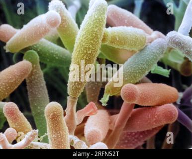Micrographie électronique à balayage (MEB) de Microsporum gyseum. Microsporum gyseum est un champignon qui cause l'infection des mains, du visage et du cuir chevelu chez l'homme. Macroconidies à parois rugueuses en forme de cigare. Grossissement : 1576 Banque D'Images
