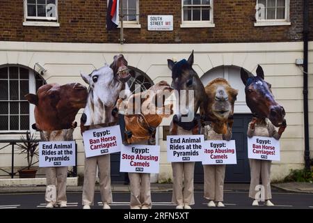 Londres, Royaume-Uni. 4 août 2023. Les militants du PETA portant des masques de chameau et de cheval ont organisé une manifestation devant l'ambassade égyptienne à Londres appelant le gouvernement égyptien à mettre fin à l'utilisation de chevaux et de chameaux pour transporter les touristes aux pyramides. PETA déclare que leurs enquêtes auraient révélé des abus systémiques et de la cruauté envers les chevaux et les chameaux utilisés pour les manèges. Banque D'Images