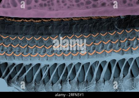 Micrographie électronique à balayage d'un organe de Corti de cobaye, montrant trois rangées de cellules ciliées externes, une rangée de cellules ciliées internes, des bâtonnets tunnel, des cellules de Deiters et des cellules de Hensen. Fourni par Andrew Forge, gracieuseté de Wellcome Images. Banque D'Images