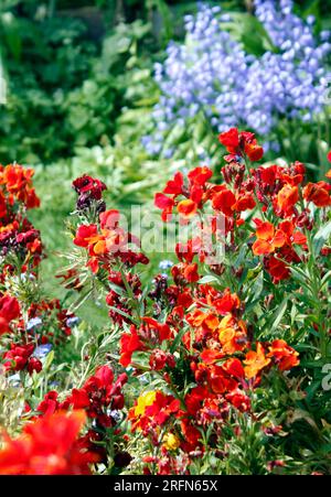 Fleurs murales Erysimum cheiri 'roi du feu' sur un fond de bluebells Banque D'Images