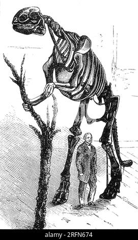 Benjamin Waterhouse Hawkins et le hadrosaurus (Hadrosaurus foulkii). Il s'agit de la première reconstruction de squelette de dinosaure monté au monde, à partir de 1858. Le spécimen a été trouvé en 1858 dans la formation de Woodbury dans le New Jersey, la première espèce de dinosaure connue à partir de dents isolées identifiées en Amérique du Nord. Benjamin Waterhouse Hawkins (1807-1894) était un sculpteur anglais et un artiste d'histoire naturelle connu pour son travail sur les modèles grandeur nature de dinosaures dans le Crystal Palace Park dans le sud de Londres. Illustration de Sketches of Creation par Alexander Winchell, 1872. /n. Banque D'Images