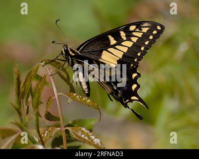 Un beau papillon jaune Tiger Swallowtail assis sur la fleur Banque D'Images